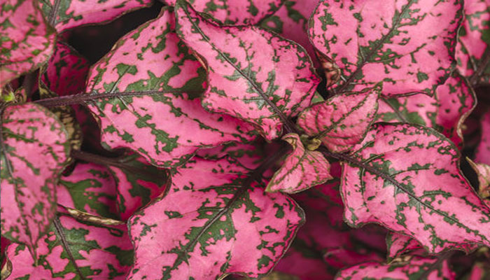 Hypoestes phyllostachya