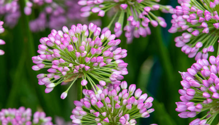 Cebolla Ornamental Milenio Allium Milenio