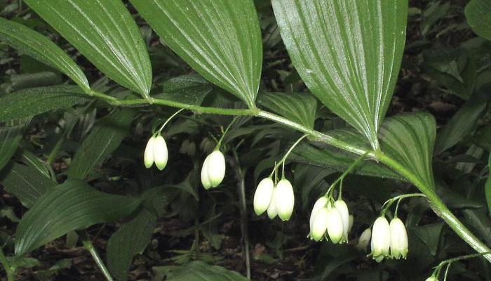 Polygonatum