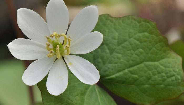 Jeffersonia diphylla