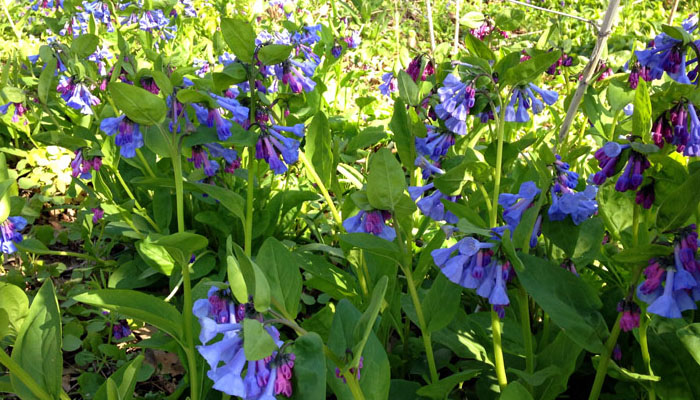 Mertensia virginica