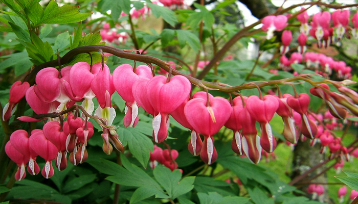 Dicentra spectabilis