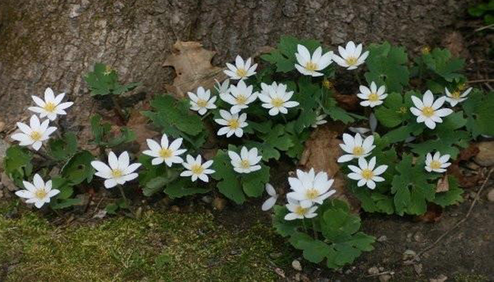 Sanguinaria Canadensis