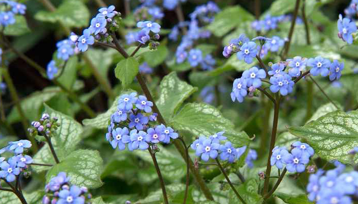  Brunnera macrophylla