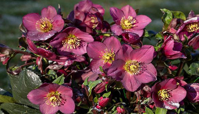 Helleborus