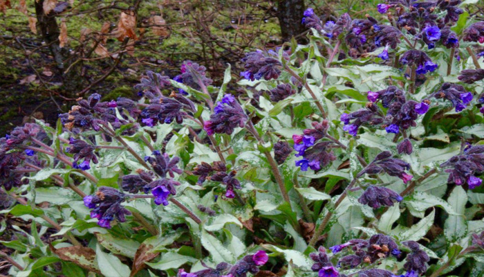 Pulmonaria