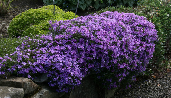 Phlox subulata