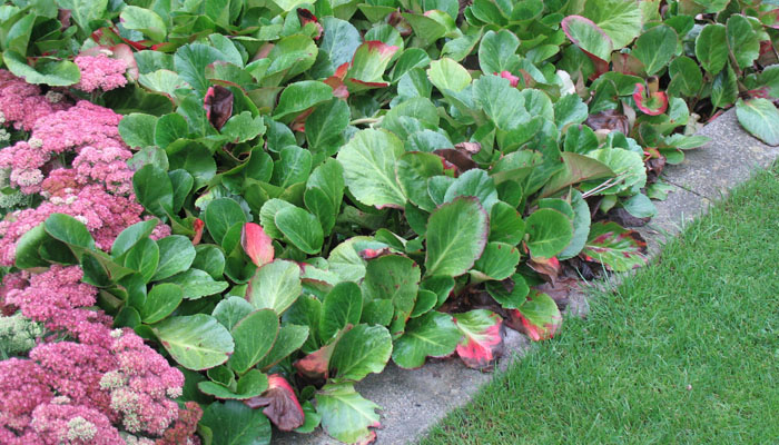 Bergenia cordifolia