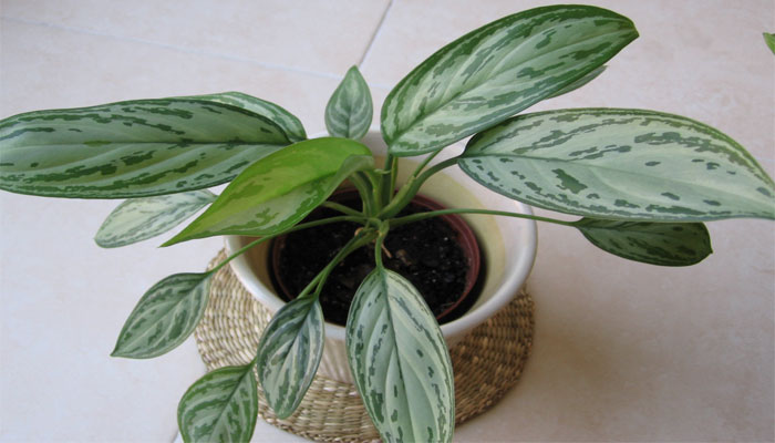 Top 10 Plantas De Sombra Para Interiores
| Las Mejores Plantas Para Sombra
