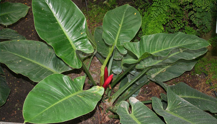 Plantas de sombra para interiores