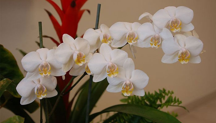 Orquídeas blancas