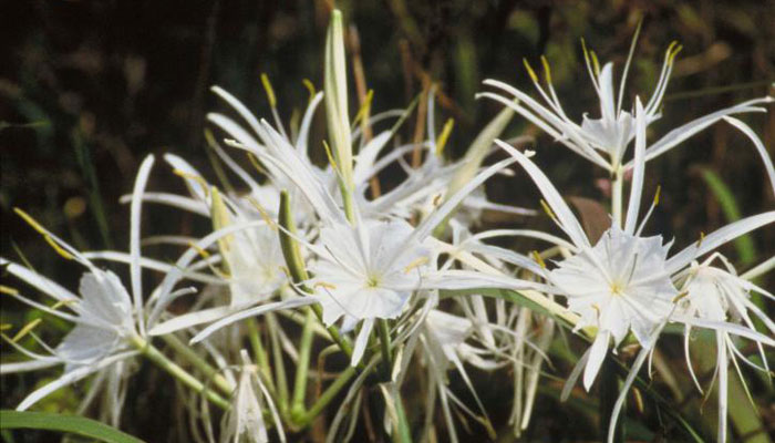 Plantas de araña