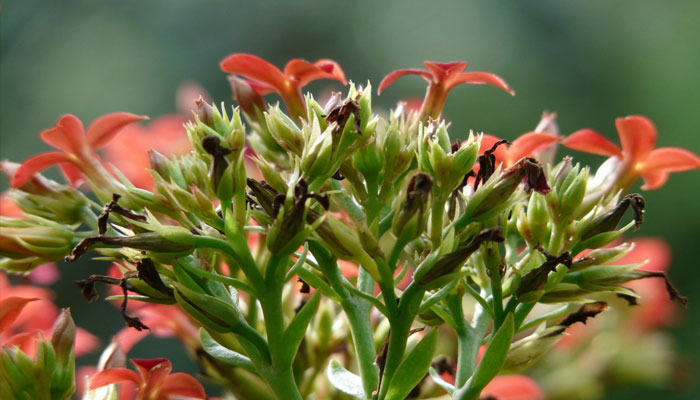 Plantas para sombra