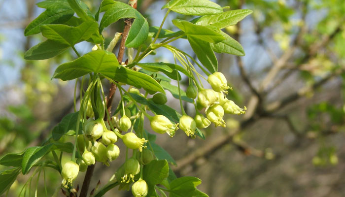 planta casi extintas Acer Monspessulanum