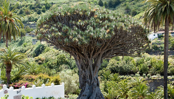 Dracaena tamaranae planta prehistorica