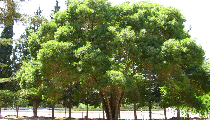 plantas en peligro Fraxinus angustifolia