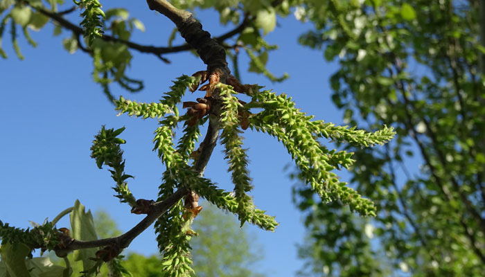 Populus Canescens en peligro de exticion