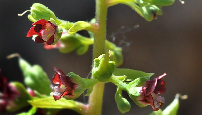 scrophularia arguta planta en peligrro de desparecer