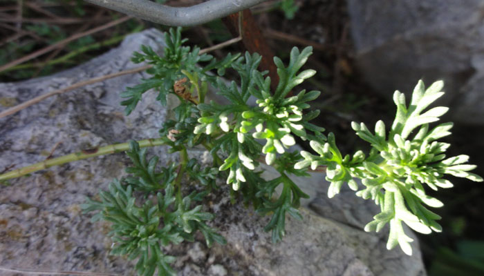 Teucrium campanulatum planta a punto de desaparecer