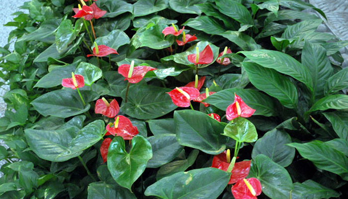 Anthurium