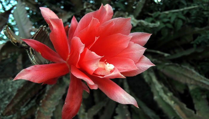 Cactus orquídea