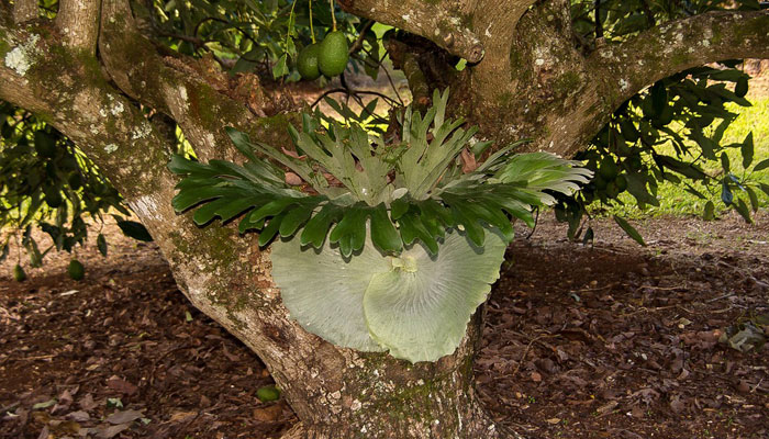 plantas epífitas 