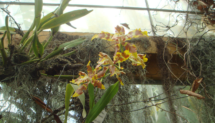 Las orquídeas Oncidium son plantas epífitas