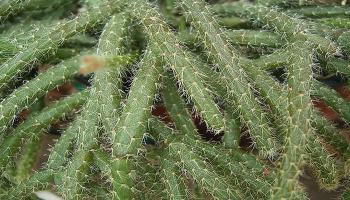 Rhipsalis (Cactus muerdago)