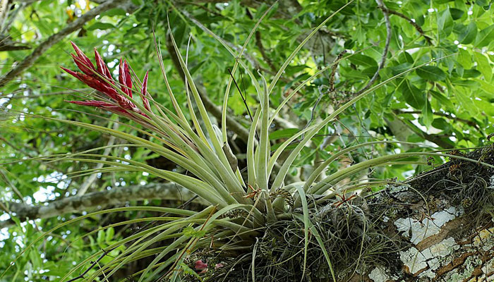 Plantas epífitas 