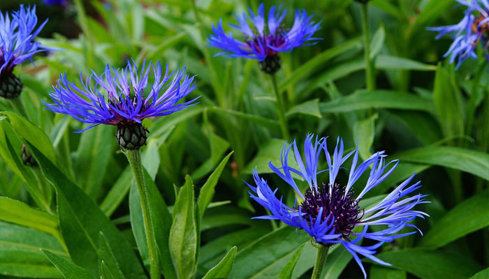 Anciano (Centaurea cyanus)