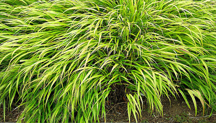 Hakonechloa