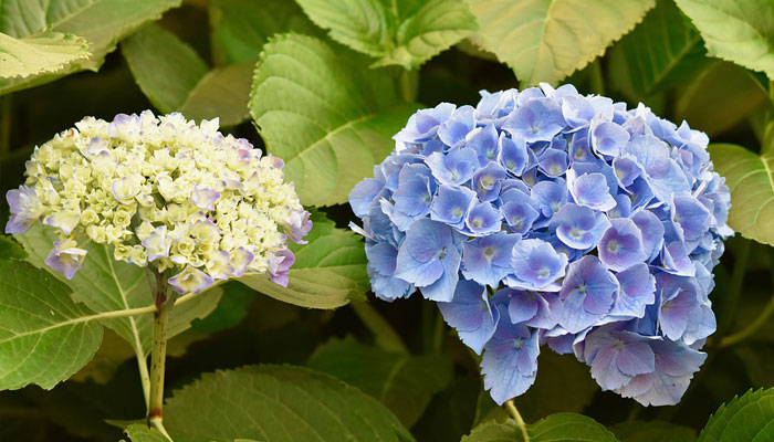 Plantas de Japón