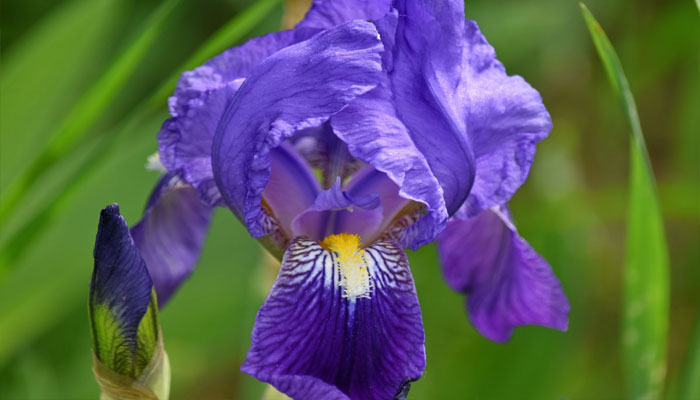 Iris