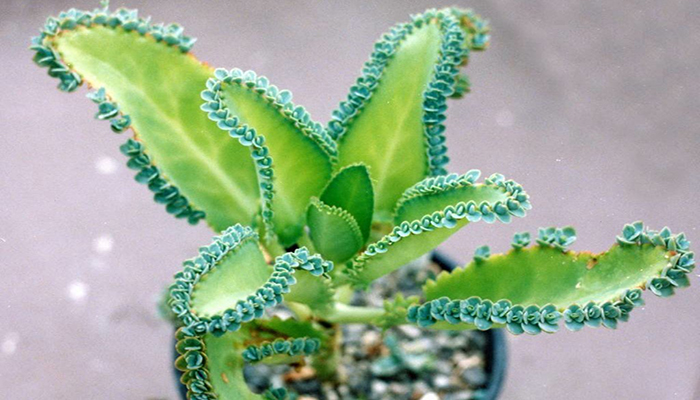 planta kalanchoe laetivirens