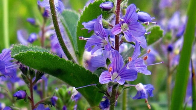 Plantas de larga floración: día corto, largo y neutro
