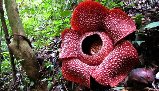 Plantas raras: el expolio y el mercado de coleccionistas