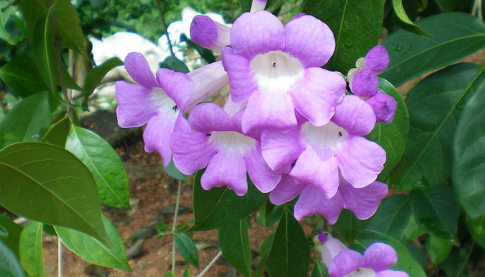 planta que usan los chamanesAjo sacha