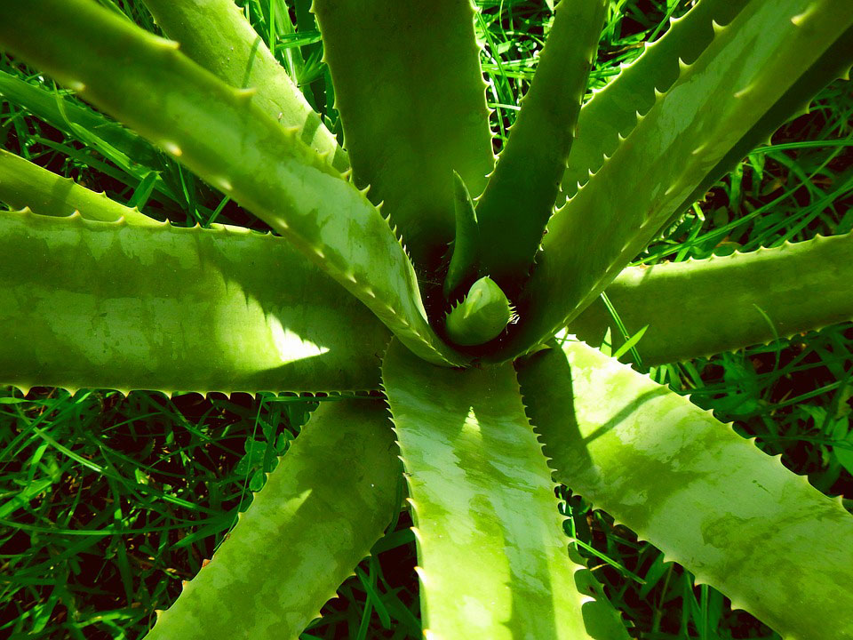 plantas medicinal aloe vera