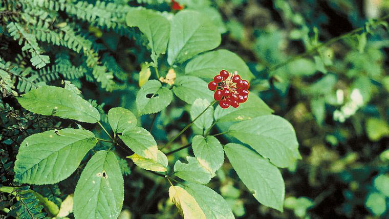 plantas medicinales importancia