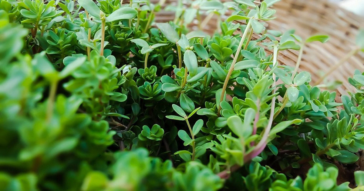 plantas medicinales