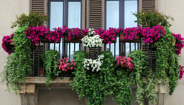 Plantas para balcón