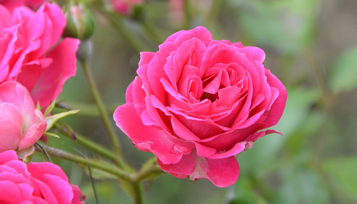 Rosas para decorar balcón