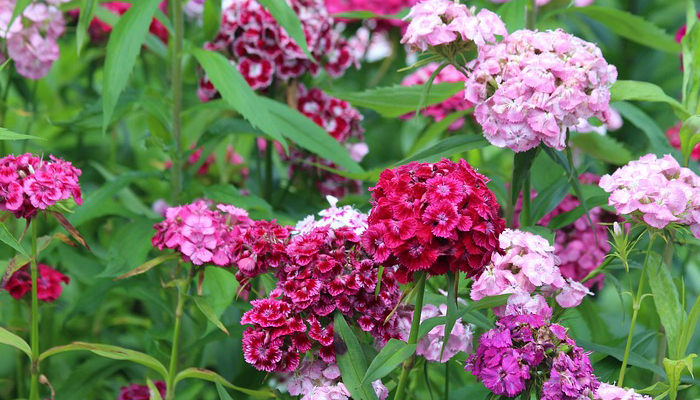 Dianthus