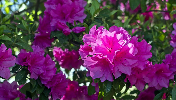 Azaleas 