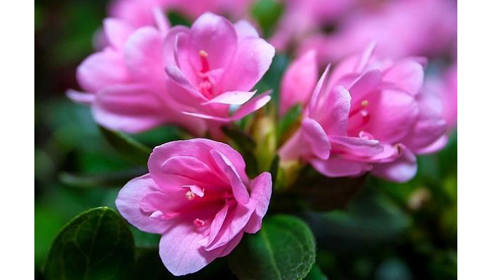 Azalea planta rosas para baños