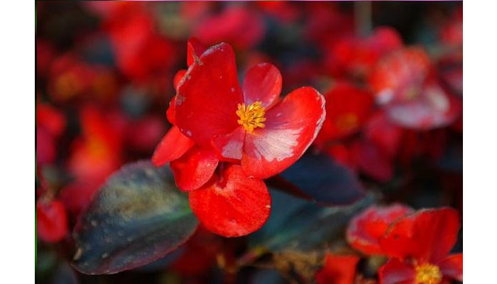 plantas para baño rojas Begonia