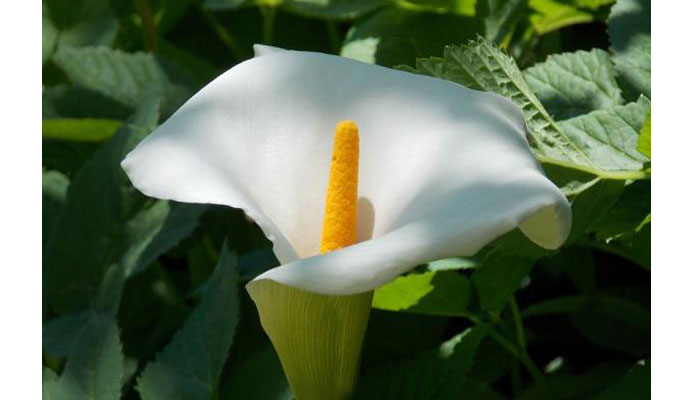 planta con flores blancas para baño