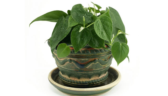 Planta decorativa Philodendron