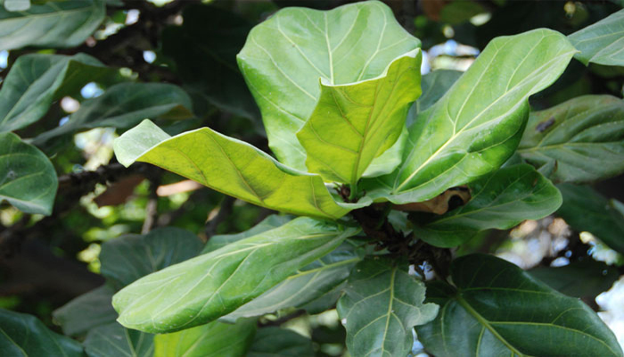 Higuera Hoja de violín planta para decorar interiores