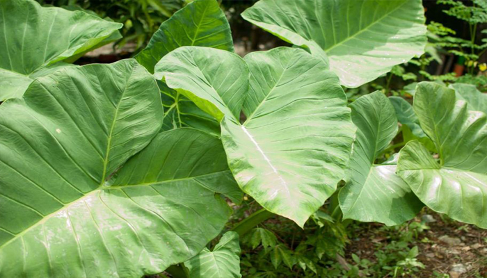 Alocasia Macrorrhizos u Oreja de elefante